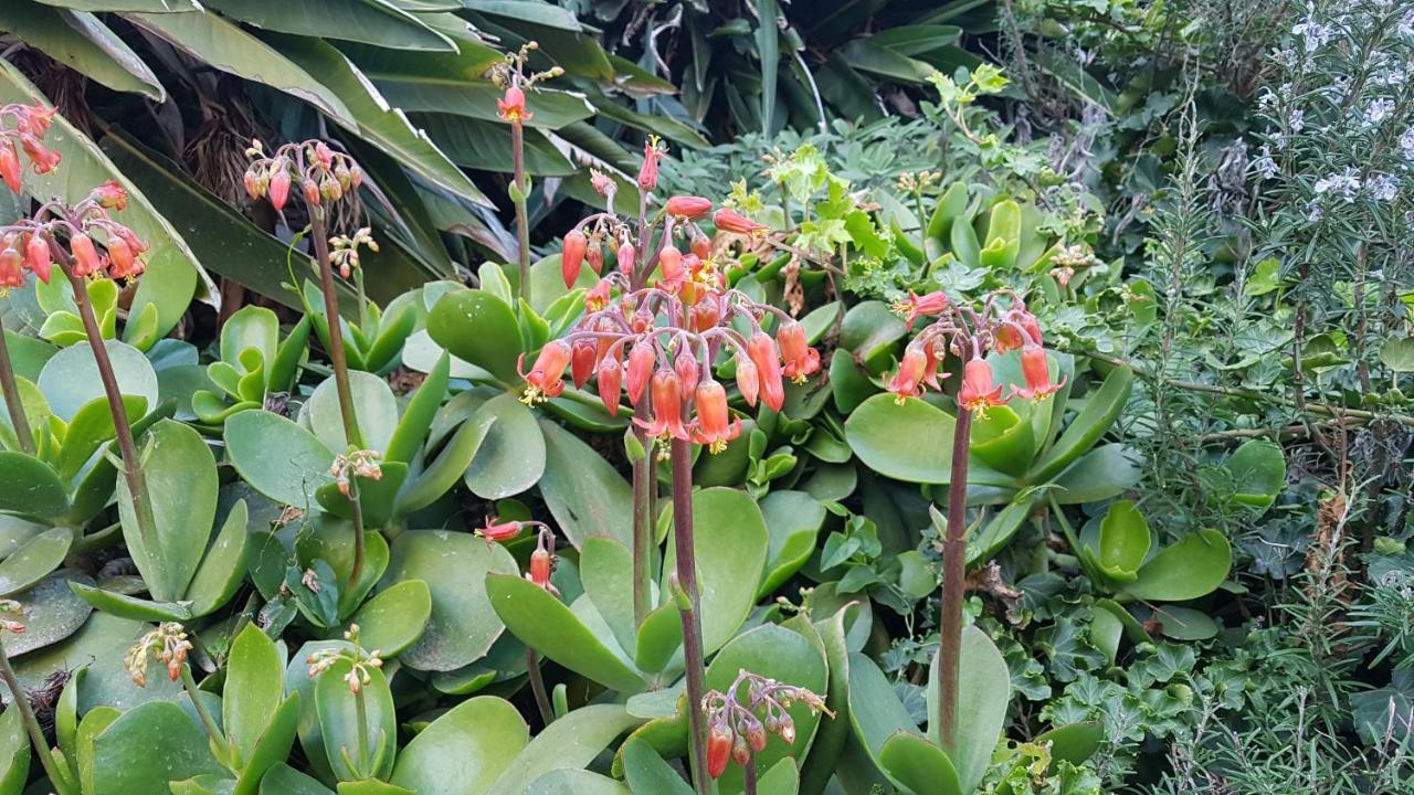 Orangeraie Du Cap D'Antibes公寓 外观 照片