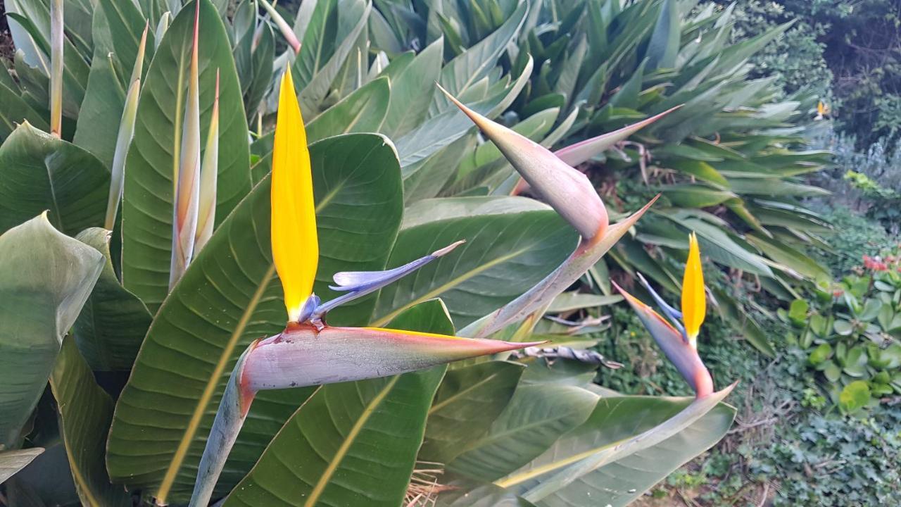 Orangeraie Du Cap D'Antibes公寓 外观 照片